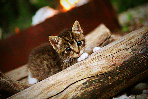 开云官网-APEX英雄 赛事组织逐步规范，apexalgs赛制