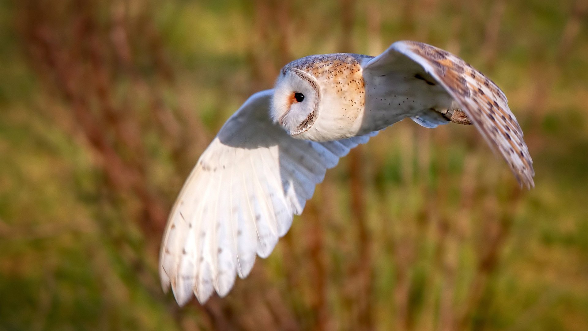 历史大事：NBA史上最具传奇色彩的事件，nba历史瞬间