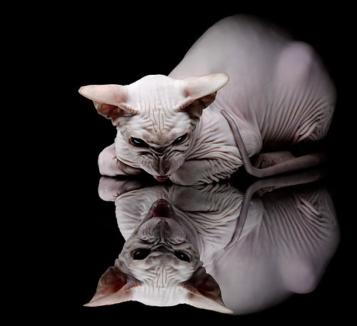 国际冠军挑战赛:冠军为荣耀而战,国际冠军杯赛制